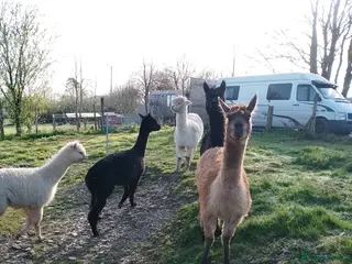 Alpaca livestock adult females and weanling males for sale - Advert 17