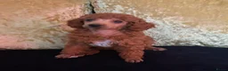 Miniature Poodle dogs for sale: Stunning Red Miniature Poodle Girl - Advert 30