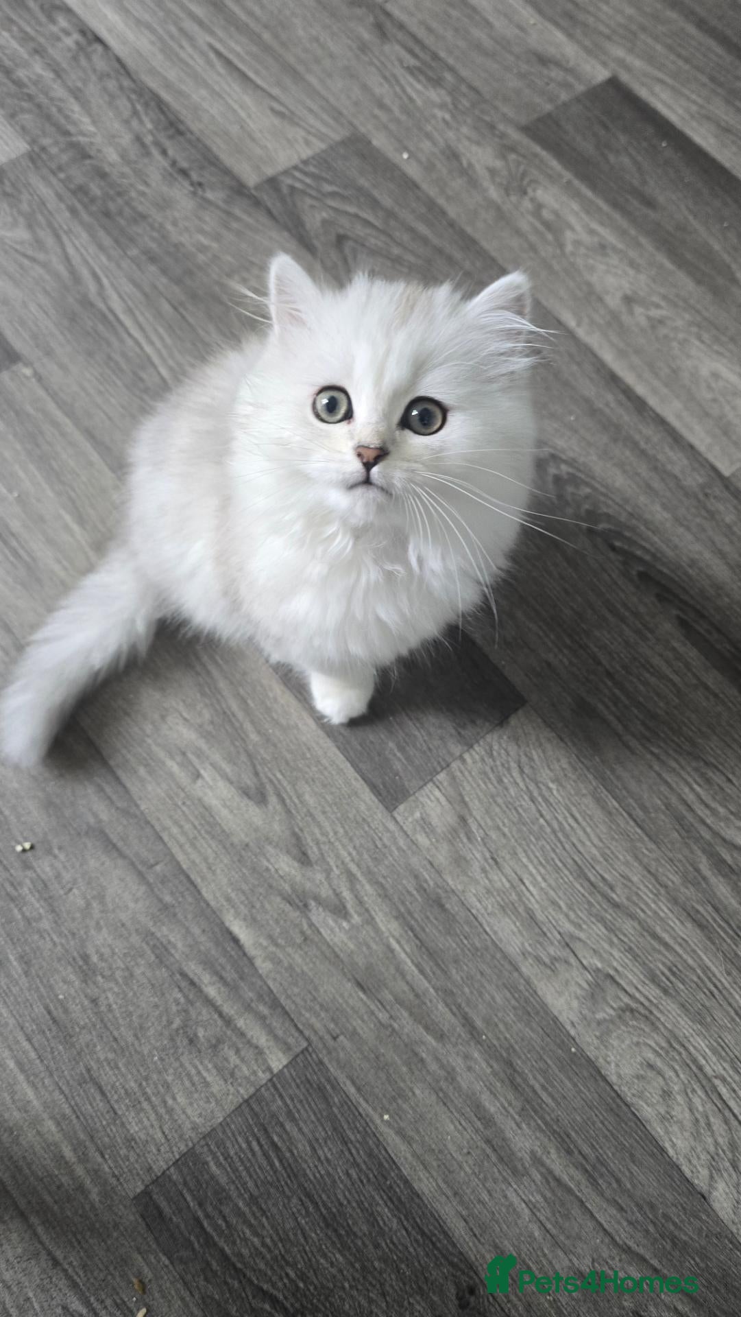 Persian cats Persian Kitten female - Advert 4
