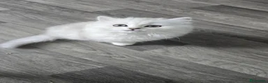 Persian 1