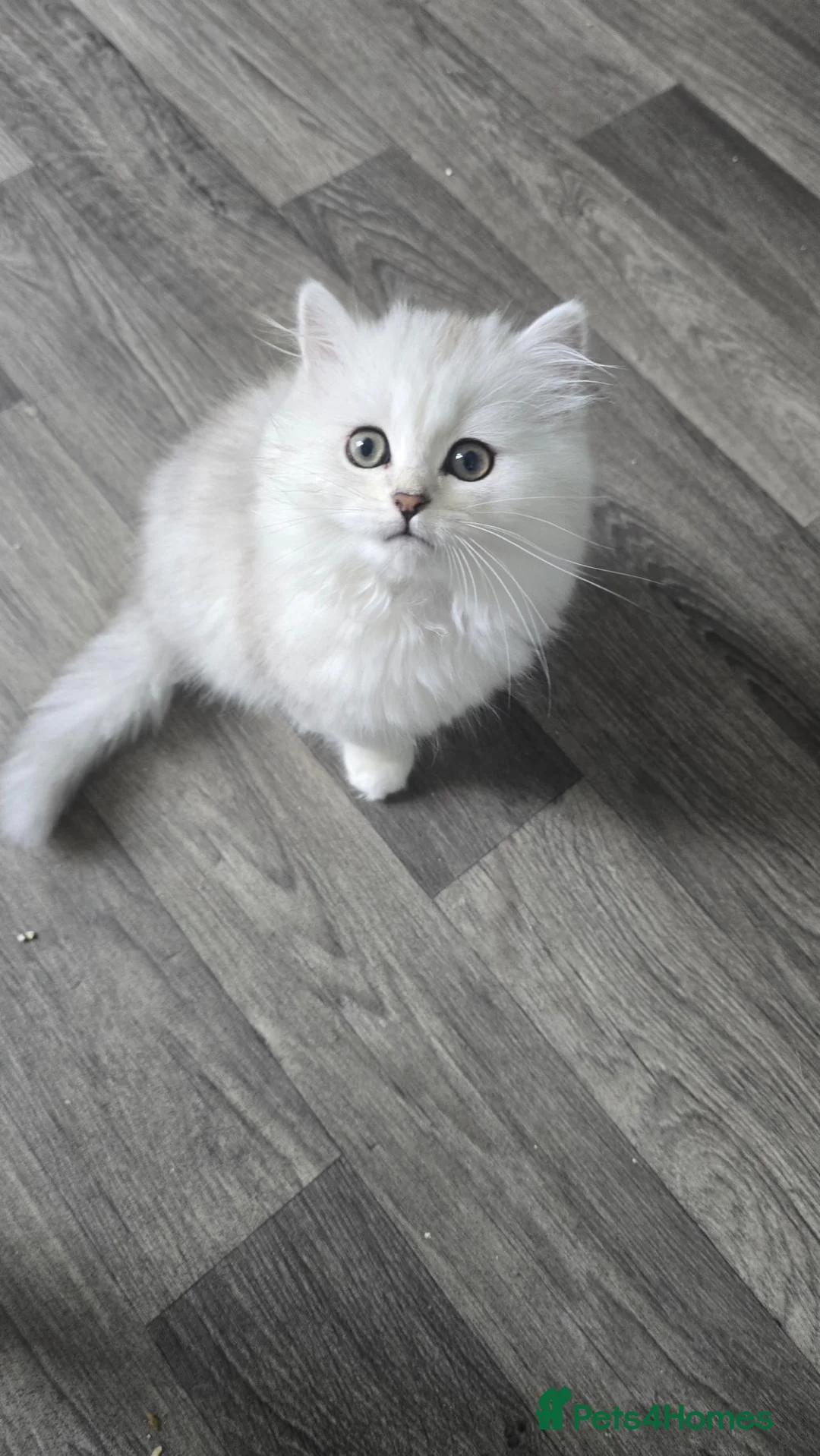 Persian cats for sale: Persian Kitten female - Advert 2
