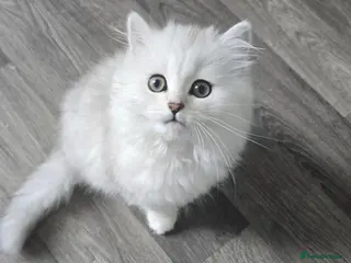 Persian cats Persian Kitten female - Advert 1