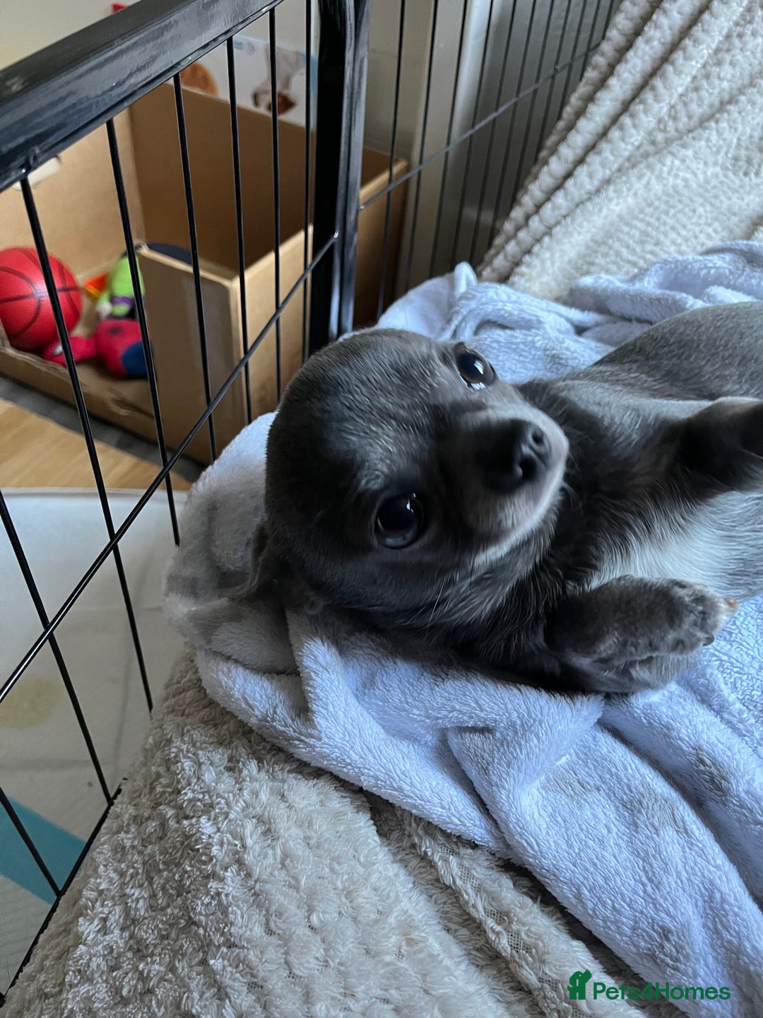 Chihuahua dogs for stud: Chihuahua proven stud - Image 3