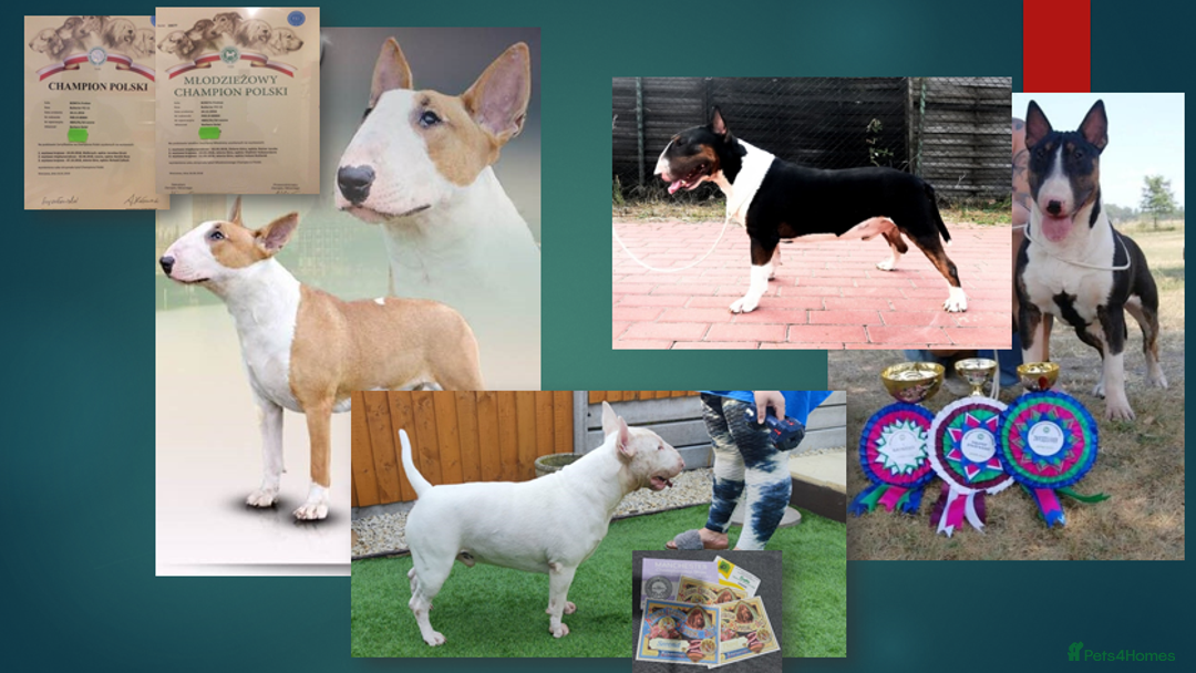 English Bull Terrier dogs for stud: Proven Quality Stud KC (Crufts qualifier) Dorset in Poole - Advert 11
