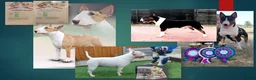 English Bull Terrier dogs for stud: Proven Quality Stud KC (Crufts qualifier) Dorset in Poole - Advert 11