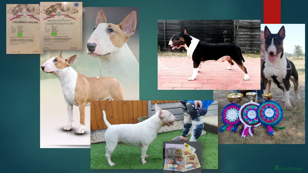 English Bull Terrier dogs for stud: Proven Quality Stud KC (Crufts qualifier) Dorset in Poole - Advert 11