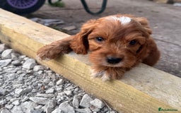 Cockapoo dogs for sale: Stunning f1 show type cockapoo’s  - Image 4