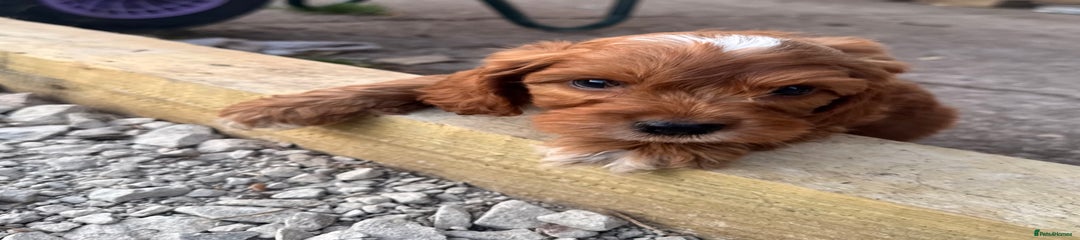 Cockapoo Puppy 1