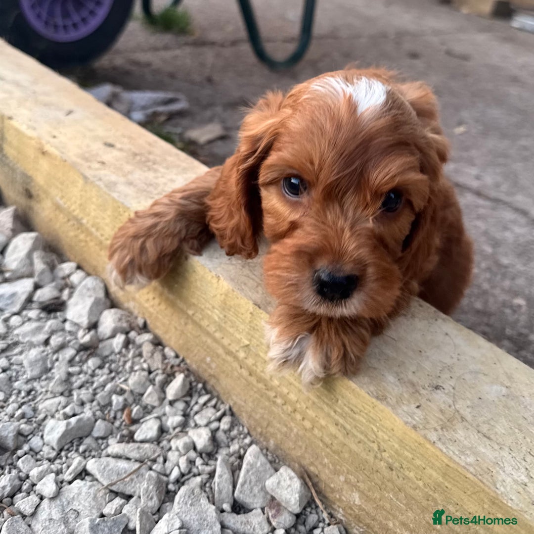 Cockapoo dogs for sale: Stunning f1 show type cockapoo’s  - Image 4