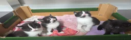 Mixed Breed cats for sale:  Kittens Looking for Forever Homes! 🐾 FREE  in Watford - Advert 1