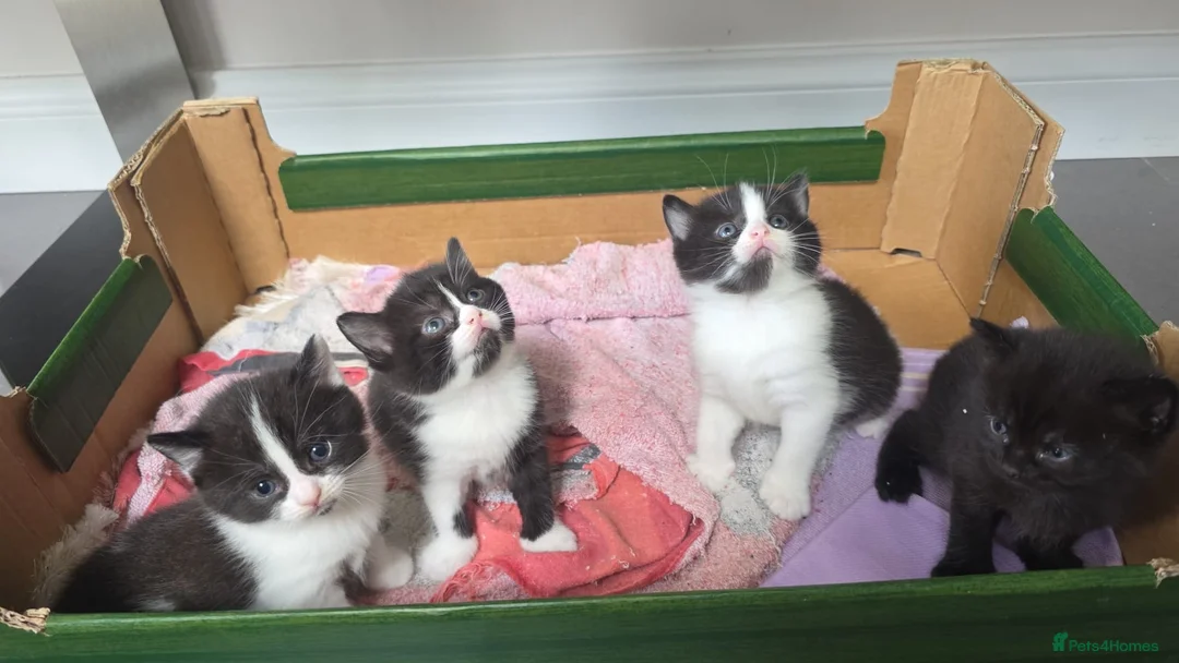 Mixed Breed cats for sale:  Kittens Looking for Forever Homes! 🐾 FREE  in Watford - Advert 1