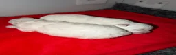 Bichon Frise dogs for sale: Exquisite KC Reg Bichon Frise Outstanding Pedigree - Advert 9