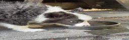 Border Collie dogs for sale: 4 Border Collie puppies in Wigan - Advert 25
