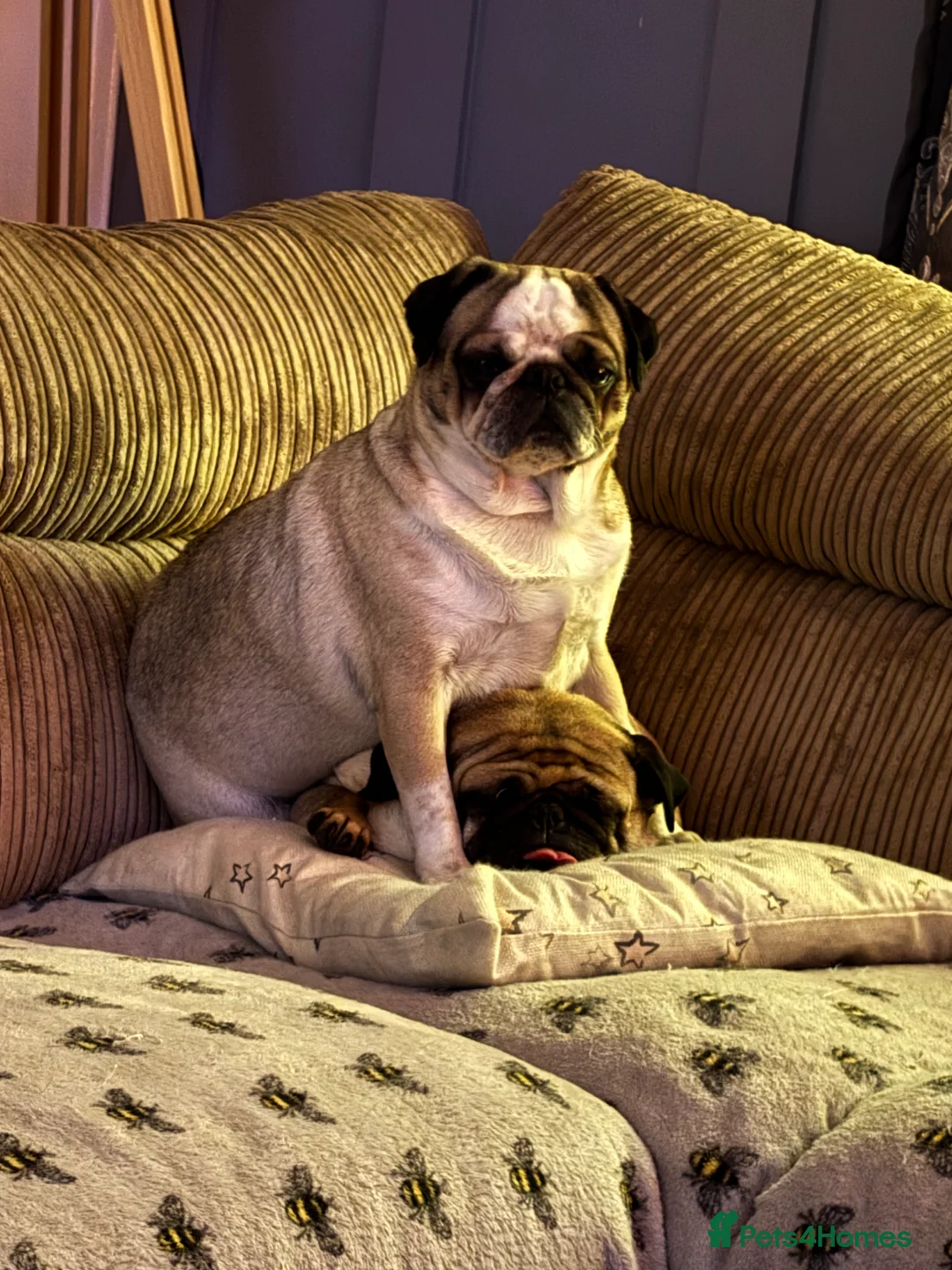 Pug dogs for sale: Panda pug female in Durham - Advert 5