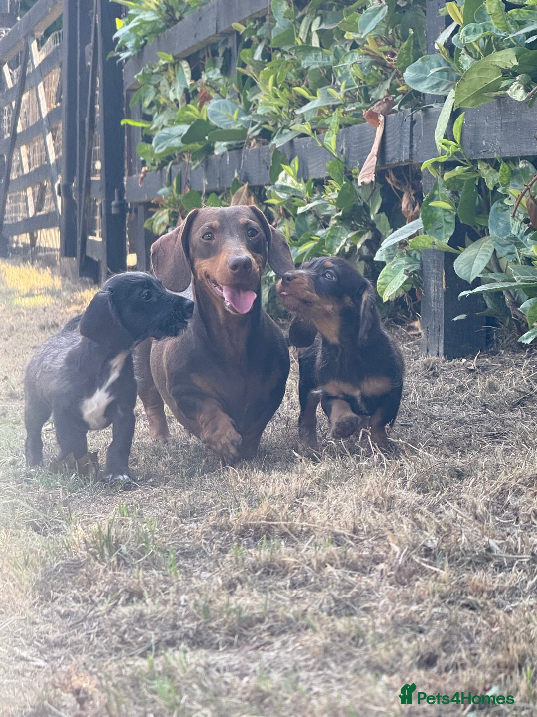 Mixed Breed dogs for sale: 🐾 Gorgeous Doxiepoo Puppies – Ready 07/08! 🐾 - Image 18