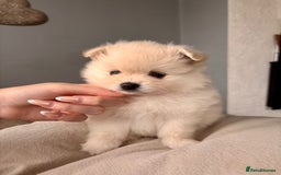 Pomeranian dogs for sale: 4 Beautiful puppies for Sale!!1 Boy and 3 Girls  - Image 4