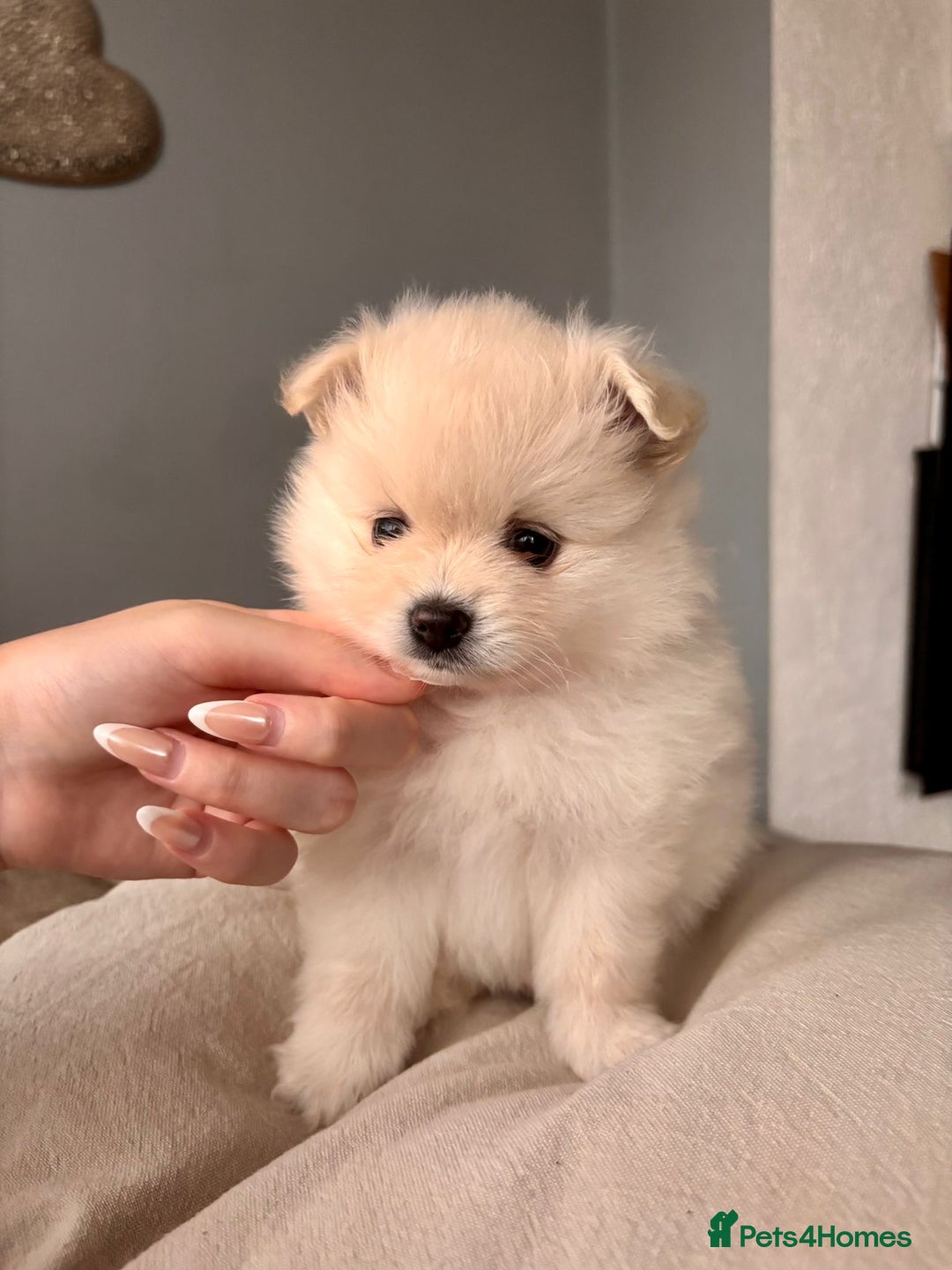 Pomeranian dogs for sale: 4 Beautiful puppies for Sale!!1 Boy and 3 Girls  - Image 4