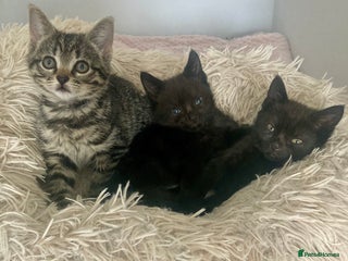 Mixed Breed cats - Advert 10