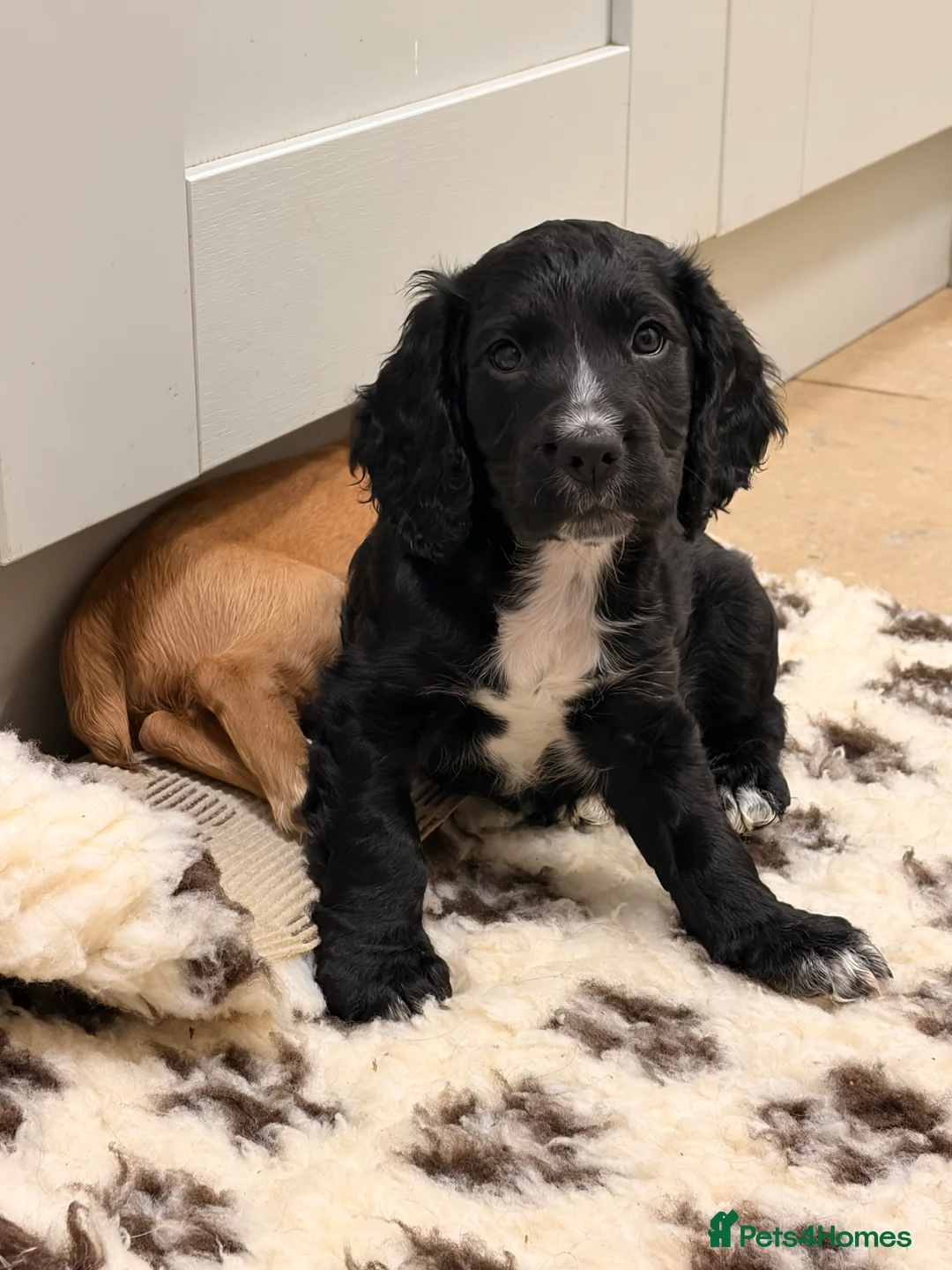 Cocker Spaniel dogs for sale: Black dog & black bitch  - Advert 3