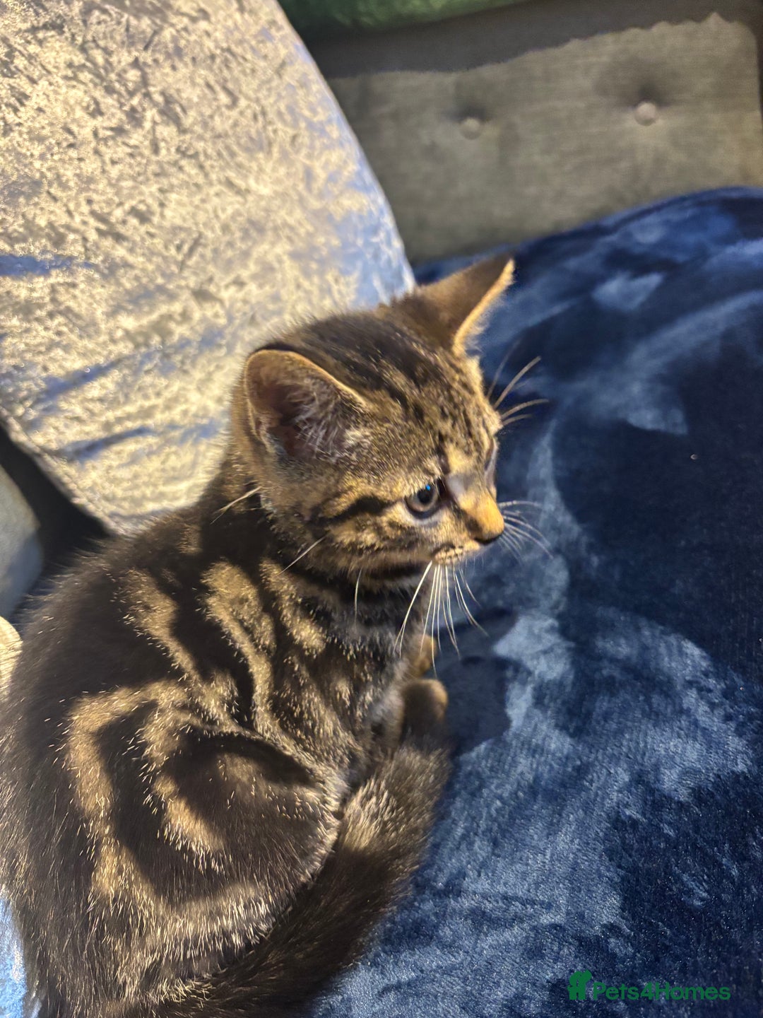 American Shorthair cats for sale: Tabby Kitten  - Image 8