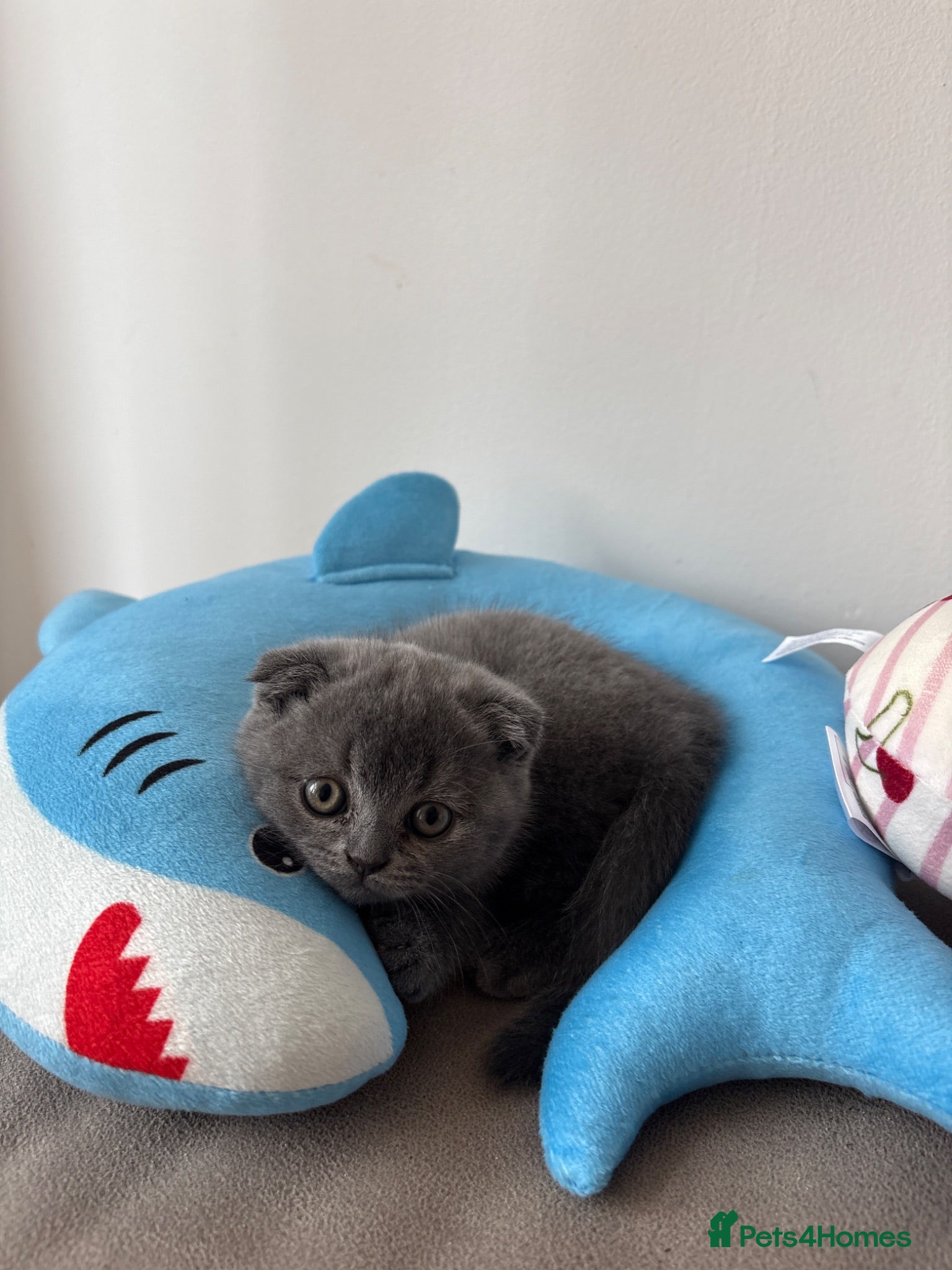 Scottish Fold cats Scottish fold for sale  - Advert 12