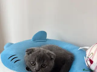 Scottish Fold cats Scottish fold for sale - Advert 12