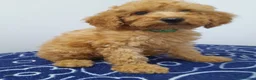 Miniature Poodle dogs for sale: Beautiful miniature poodle puppies ready now - Advert 14