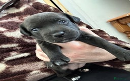 Jack Russell dogs for sale: Beautiful Jack Russell Pups 1 boy/ 1 girl  - Image 25