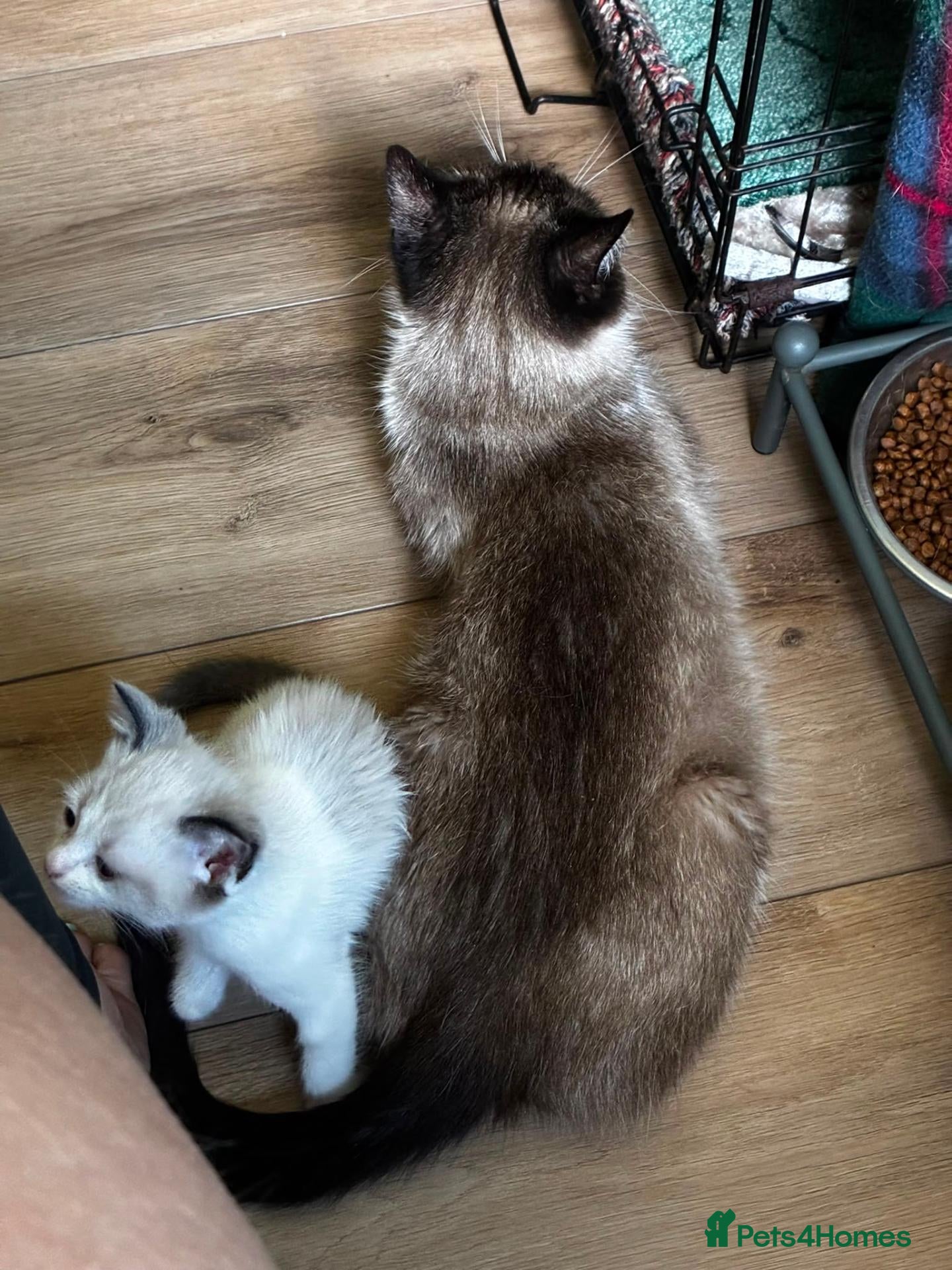 Ragamese cats Beautiful gentle  - Advert 13