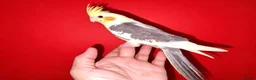 Cockatiels birds for sale: super silly hand tamed baby cockatiels  - Advert 2