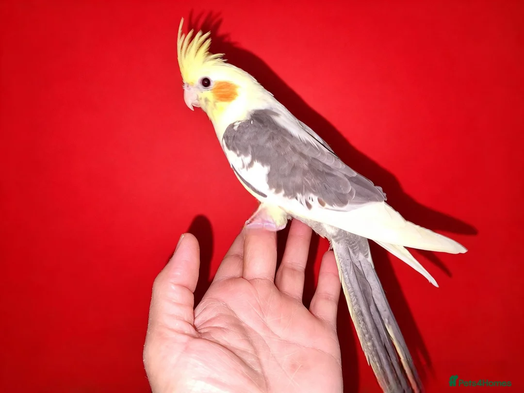 Cockatiels birds for sale: super silly hand tamed baby cockatiels  - Advert 2