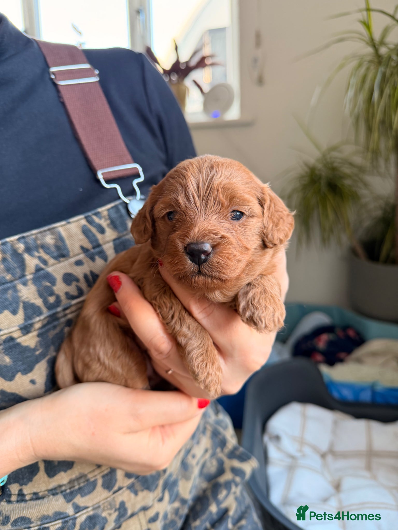 Cavapoo dogs Beautiful Cavapoo puppies for sale  - Advert 10