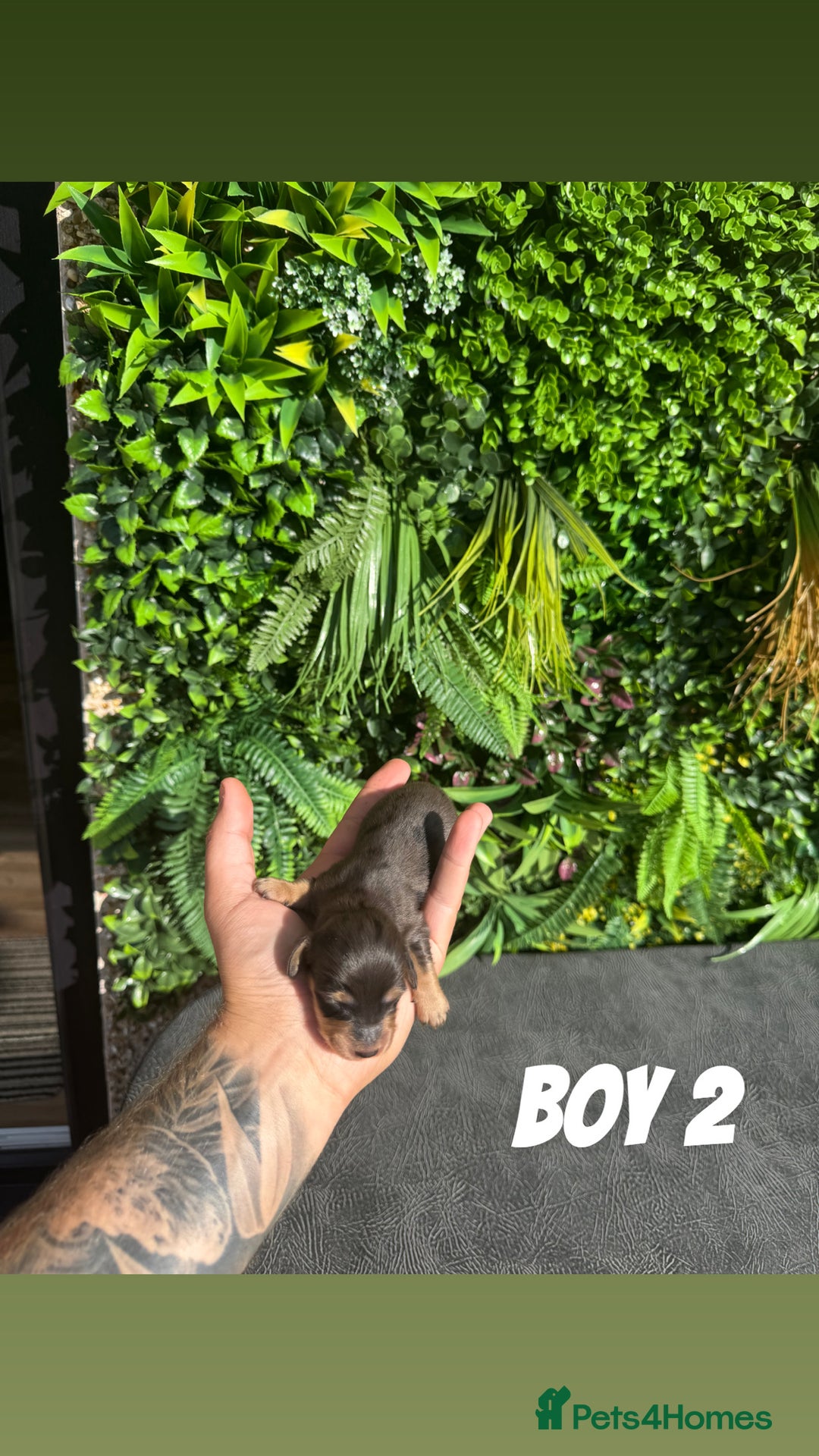 Miniature Dachshund dogs for sale: KC reg long haired mini dachshunds  - Image 5