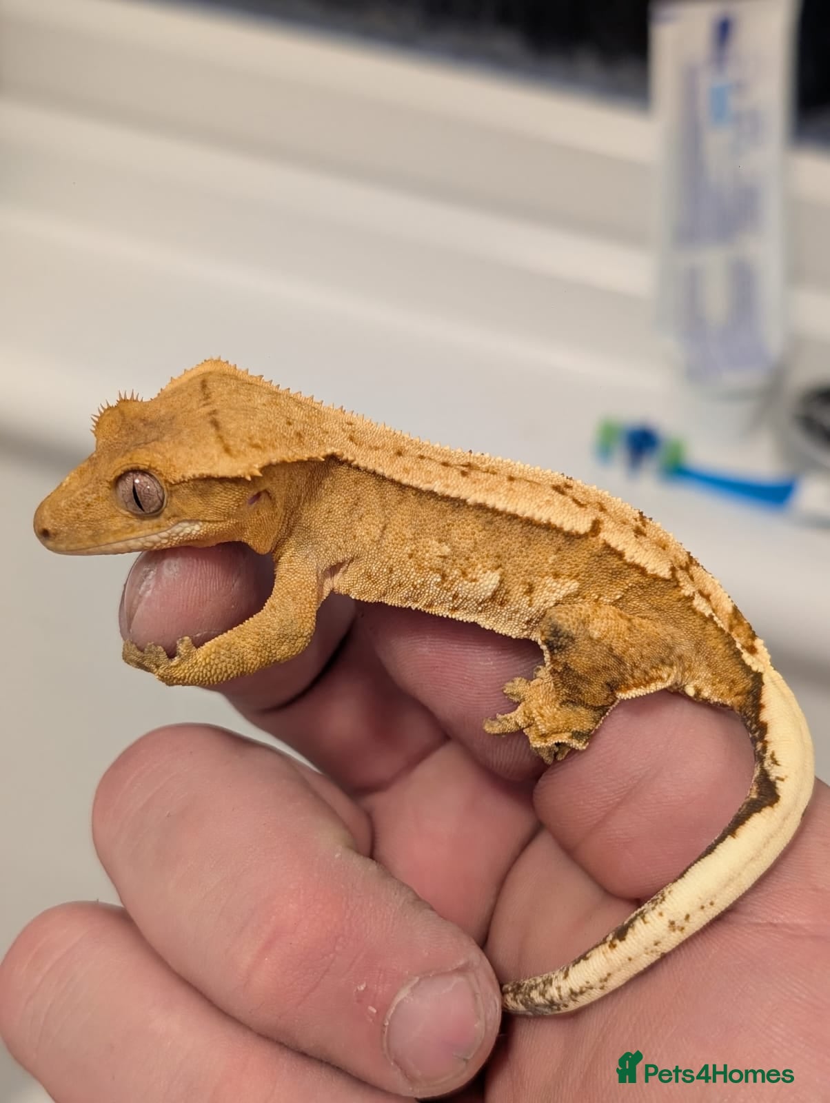 Gecko reptiles Various crested geckos for sale - Advert 13