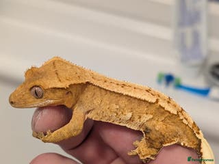 Gecko reptiles Various crested geckos for sale - Advert 18