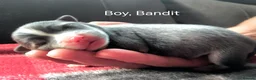 Pomsky dogs for sale: Micro F4 blue pomsky pup's  - Advert 11