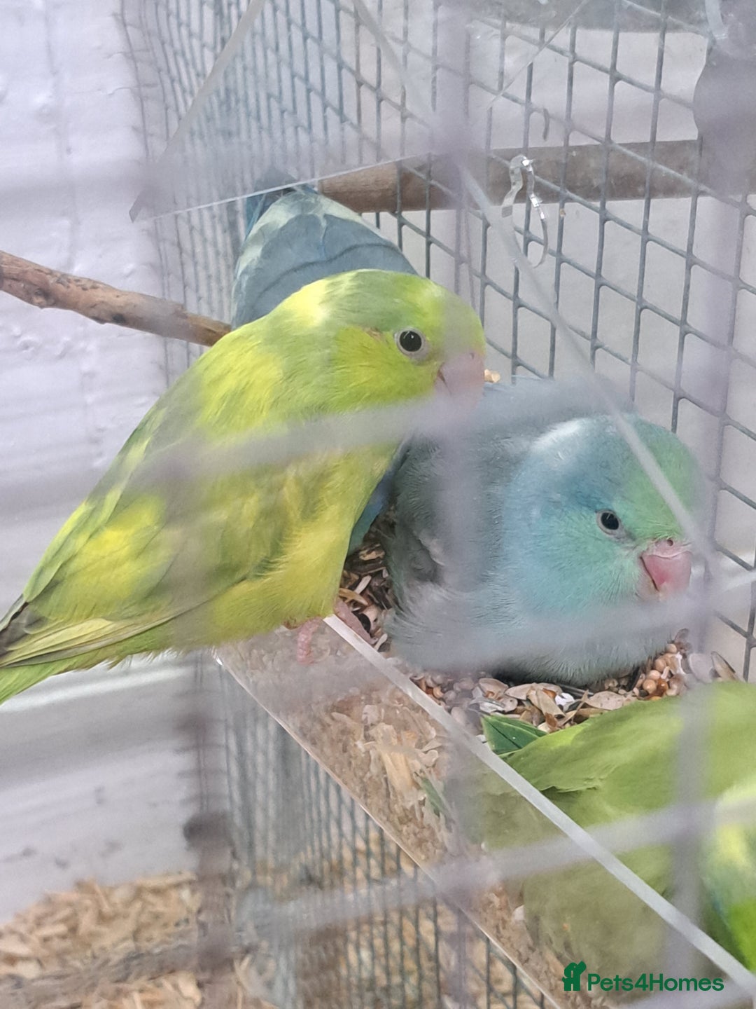 Parrots birds for sale: Three young parrolets  - Advert 7