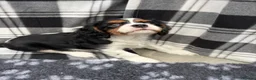 Cavalier King Charles Spaniel dogs for sale: Extensively Health Tested Cavilier King Charles  - Advert 7