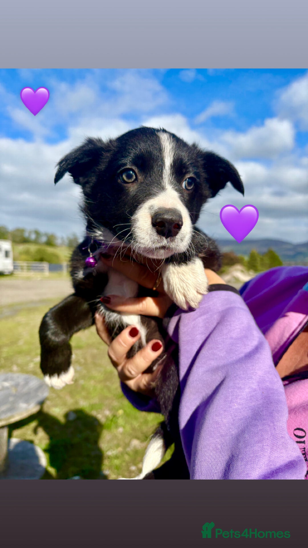 Border Collie dogs for sale: Pure bred, beautiful Border Collie puppies 🖤🤍🐾 - Image 15