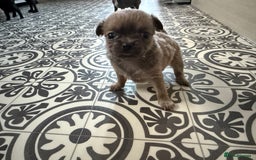 Chug dogs for sale: 6 beautiful chug puppies for sale ❤️ - Image 11