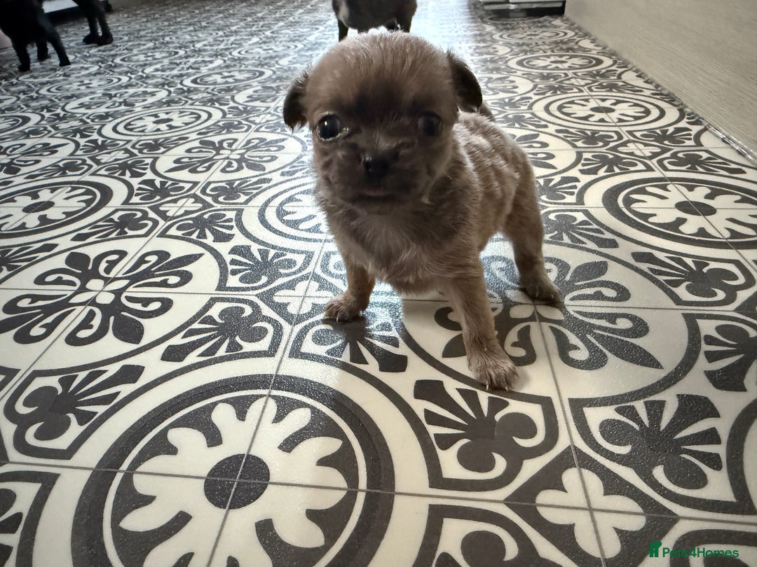Chug dogs for sale: 6 beautiful chug puppies for sale ❤️ - Image 11