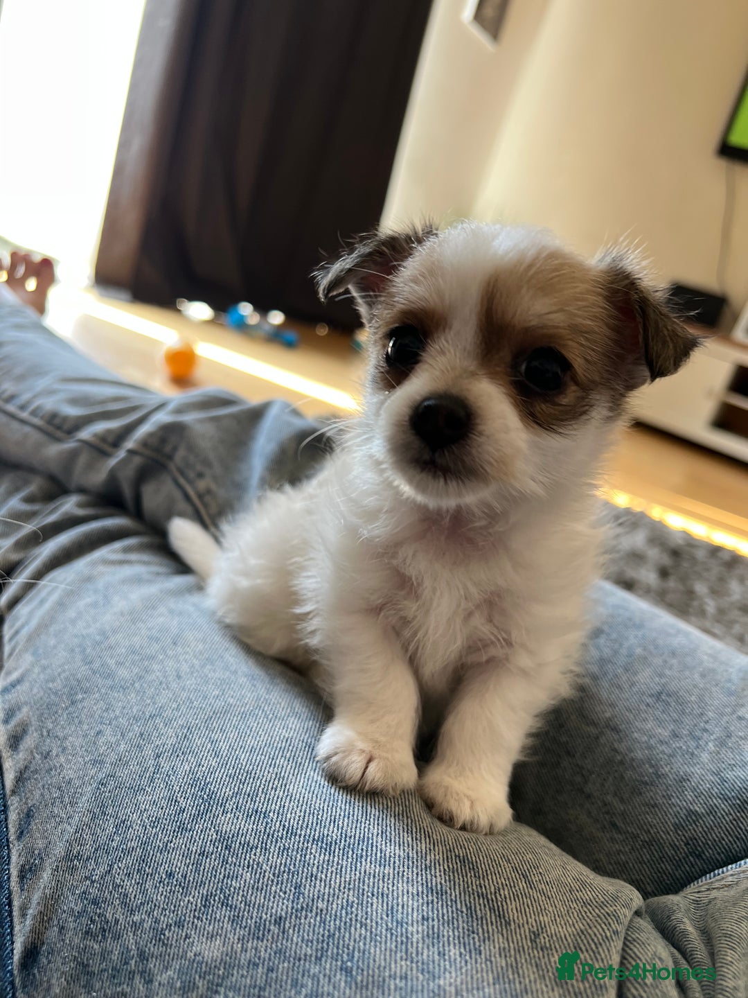 Pomchi dogs for sale: Beautiful Male pomchi pup - Image 4