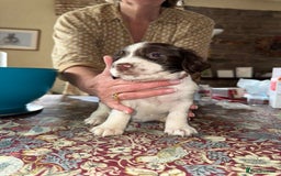 English Springer Spaniel dogs for sale: KC Springer Spaniel puppies 3 x girls available  in Hereford - Image 7