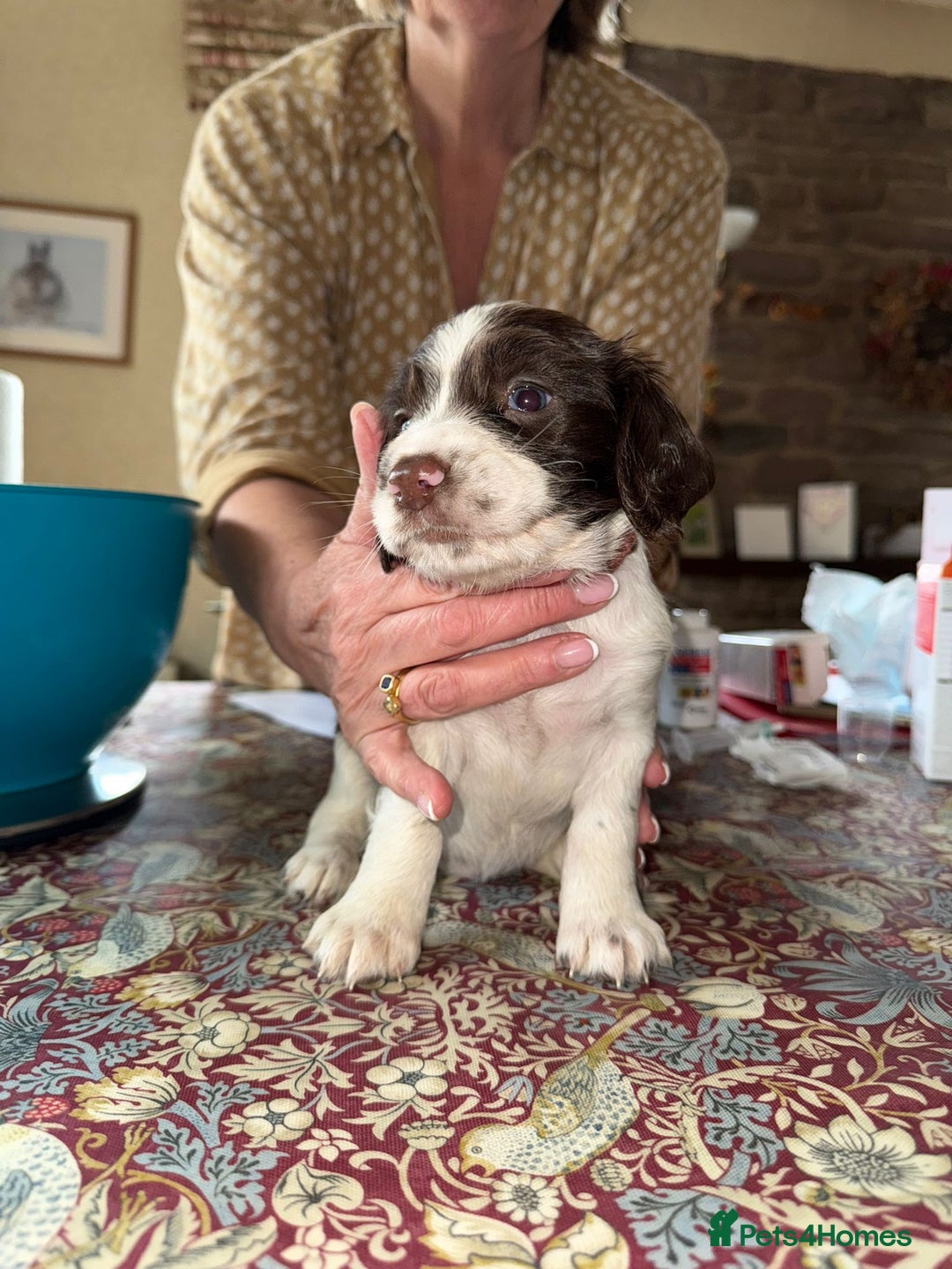 English Springer Spaniel dogs for sale: KC Springer Spaniel puppies 3 x girls available  in Hereford - Image 7