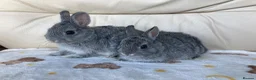Netherland Dwarf rabbits for sale: 2 handsome pure bred Netherland Dwarf rabbits - Advert 12