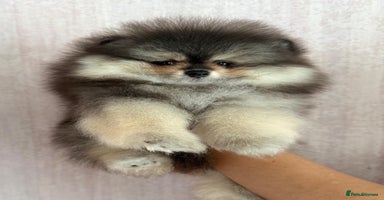 Pomeranian dogs - Advert 8