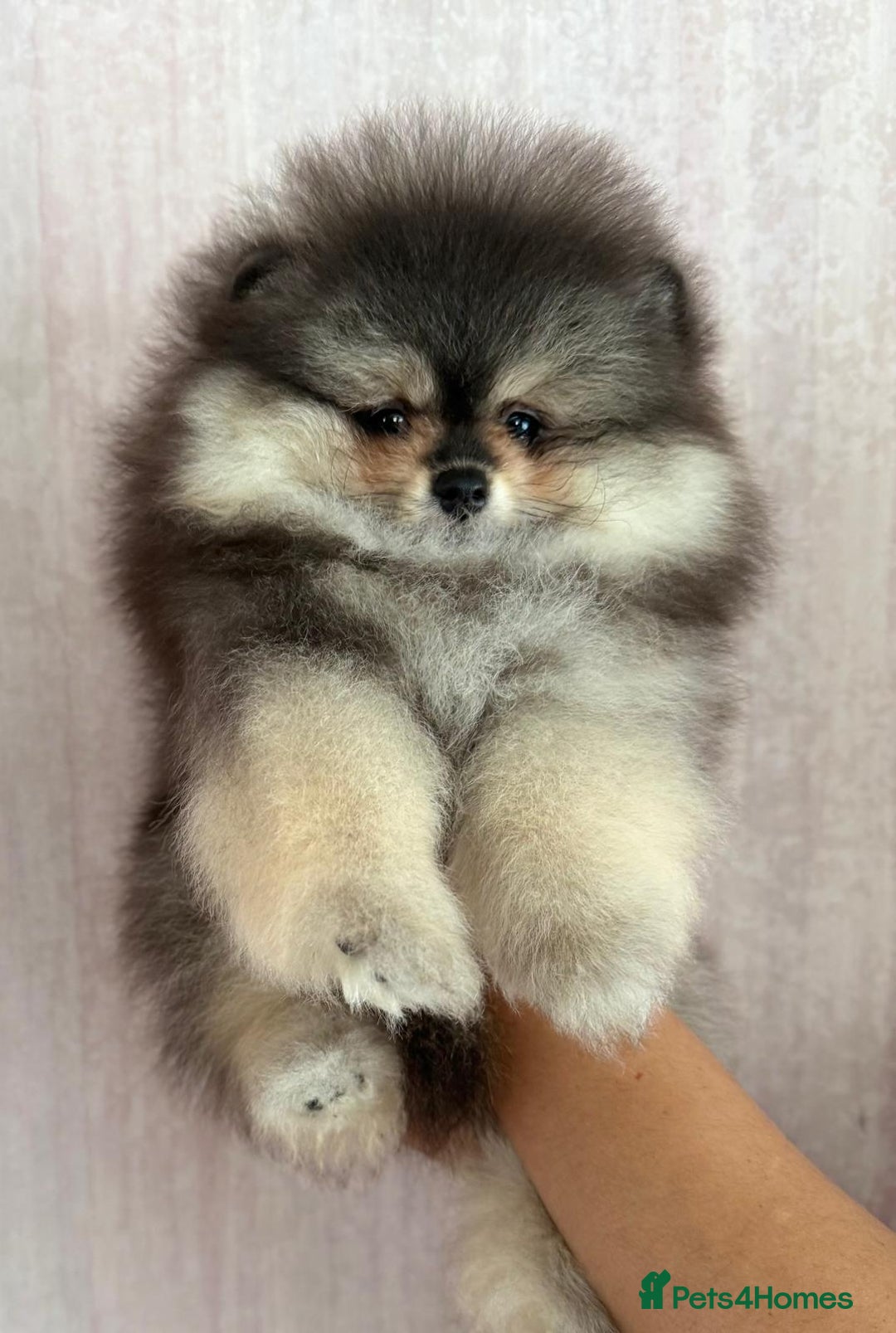 Pomeranian dogs for sale: Luxurious Tiny Pomeranian Puppies - Image 2