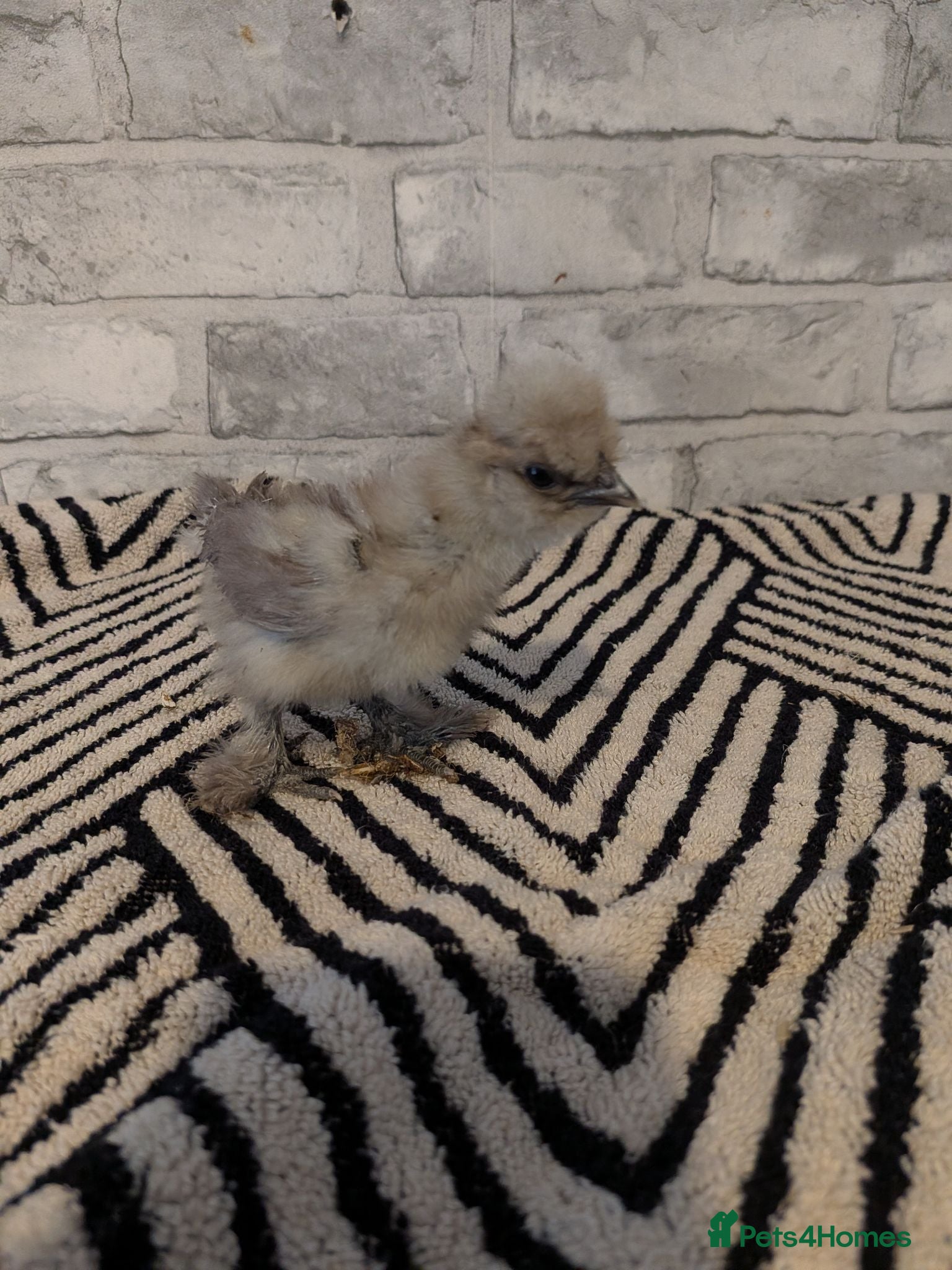 Chickens poultry Silkie CHICKS MIXED COLOURS 3 LEFT  - Advert 1