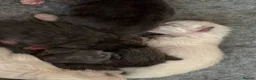 Ragdoll cats for sale: Mink ragdoll kittens  - Advert 9