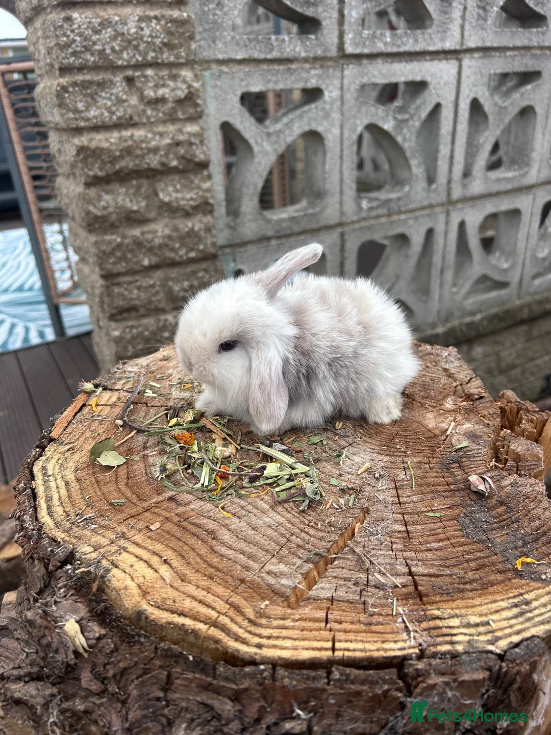 Mini Lop rabbits for sale: Gorgeous pure bread mini lops - Advert 3